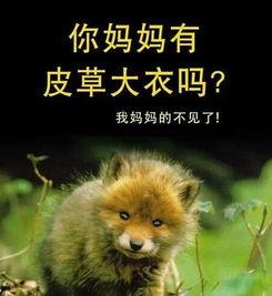 国产小浣熊原色视频